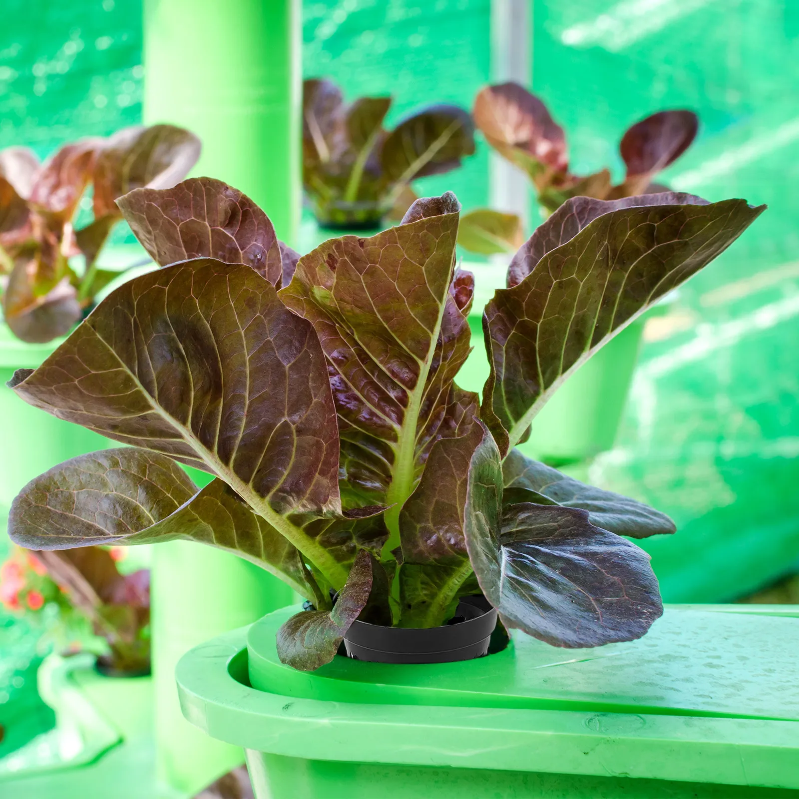 40 pots de plantes d'aquarium  - Aquarium Planted Tank Soil avis et prix