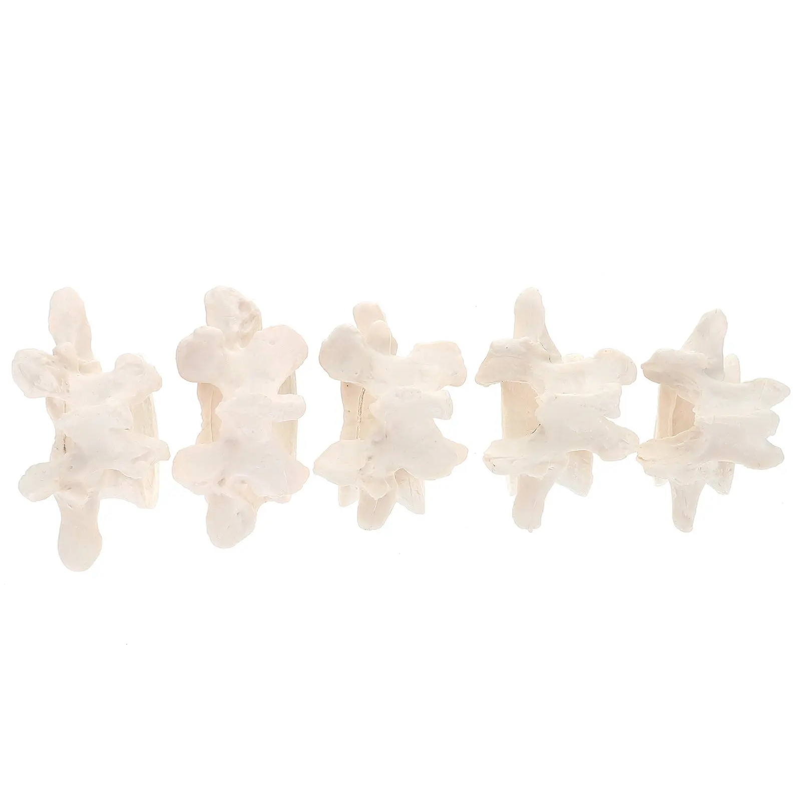 

Набор для демонстрации анатомии поясничного отдела позвоночника человека: медицинский, учебный, обучающий, тренировочный инструмент для изучения позвоночных позвонков