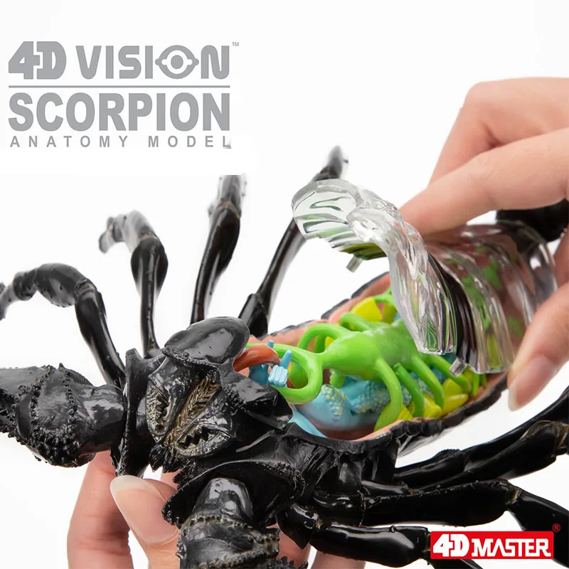 4D Vision Scorpion Anatomy Model Teaching Anatomy Model DIY Popular Science Adult Kid Toys