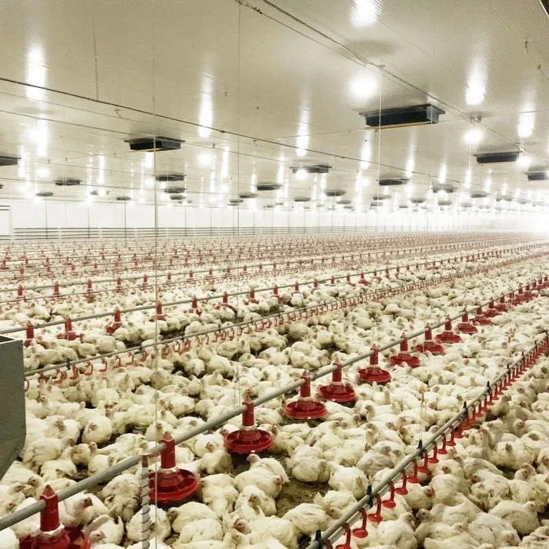 Broiler Chicken House Smart Commercial Chicken Drinking Water Feeder Automatic Equipment Big Dutch Man Chicken Feeders