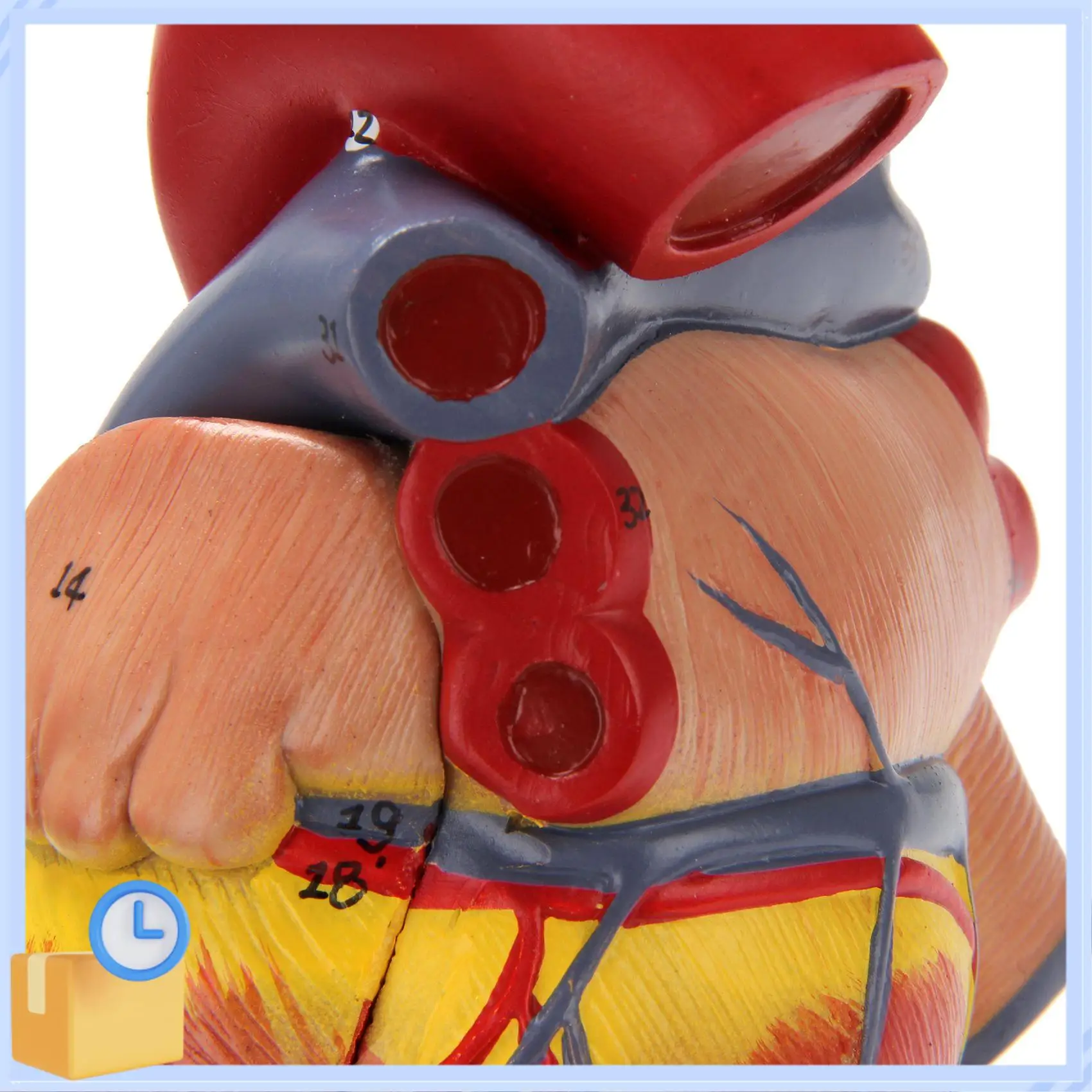 Popular 1: 1 Human Heart Model, Anatomically Accurate Heart Model Life Size Human Skeleton Anatomy For Science Classroom Study D