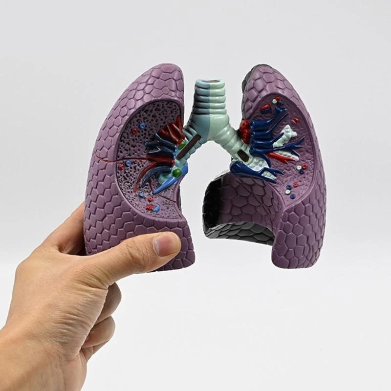 w89cリアルな肺解剖学モデル解剖学的ヒト肺モデル教育ツール正常および病理学的解剖学モデル