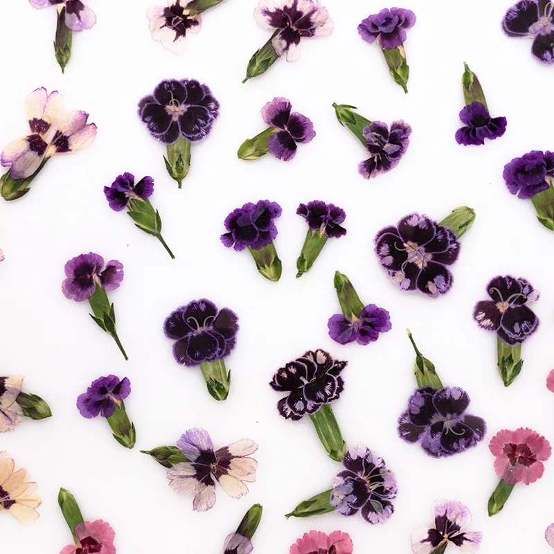 24pcs,Pressed Dried Dianthus Flowers Real Plant DIY Greeting Card Bookmark Resin Jewelry Phone Case Painting Frame Decoration
