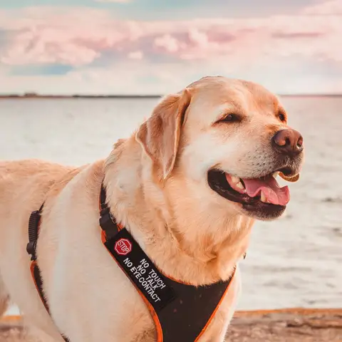 2Pcs Embroidered Service Dog Patches Dog Harness Labels No Pet No Eye Contact Identifiers Do Not Pet Patch