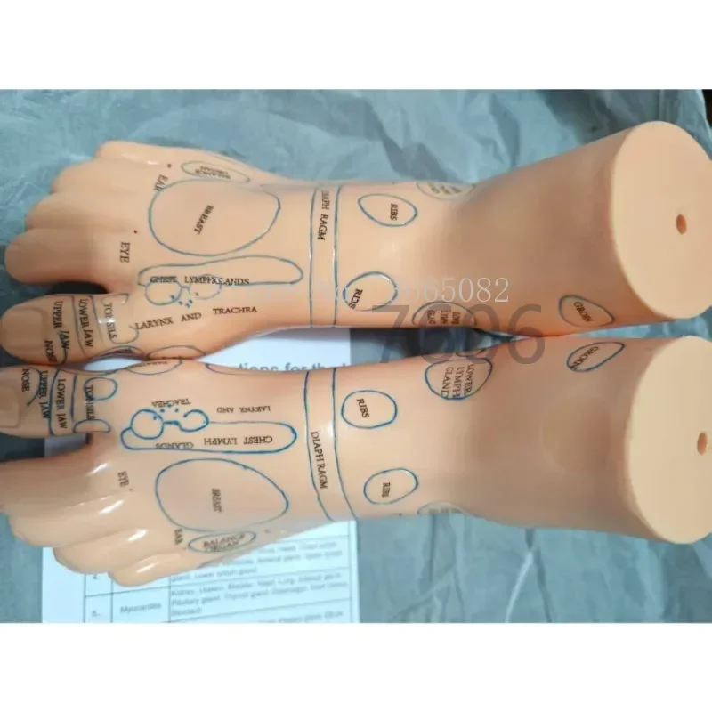 

High quality 19cm Foot acupuncture model foot acupuncture needle acupoint model foot acupuncture point model Teaching Tool 2pcs