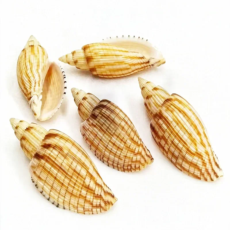 1 PC Stripe Shells Snail Natural Large Rare Sea Shell Conch Collection Fish Tank Decorations Crafts Party Decors Ornaments 6-8cm