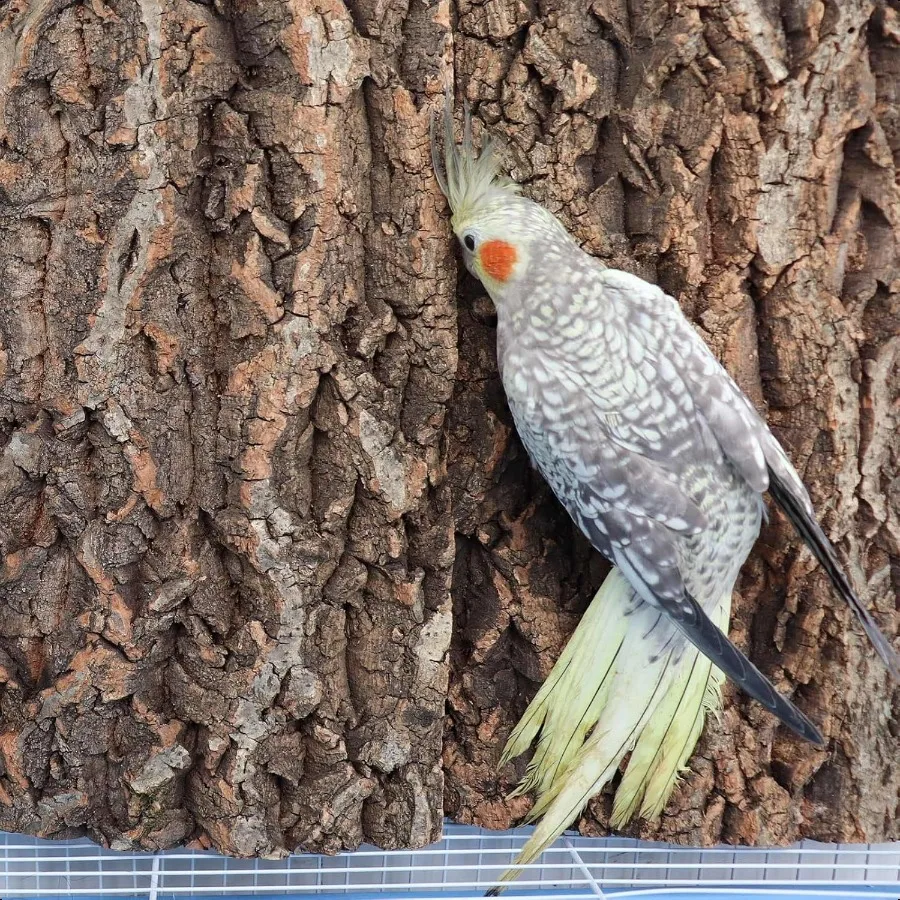 2 حزمة 16x12 بوصة 100% الفلين الطبيعي جثم الطيور الفلين مقعد لوحات قفص العصافير النباح ديكور اكسسوارات للطيور الببغاء الببغاء بارو #4