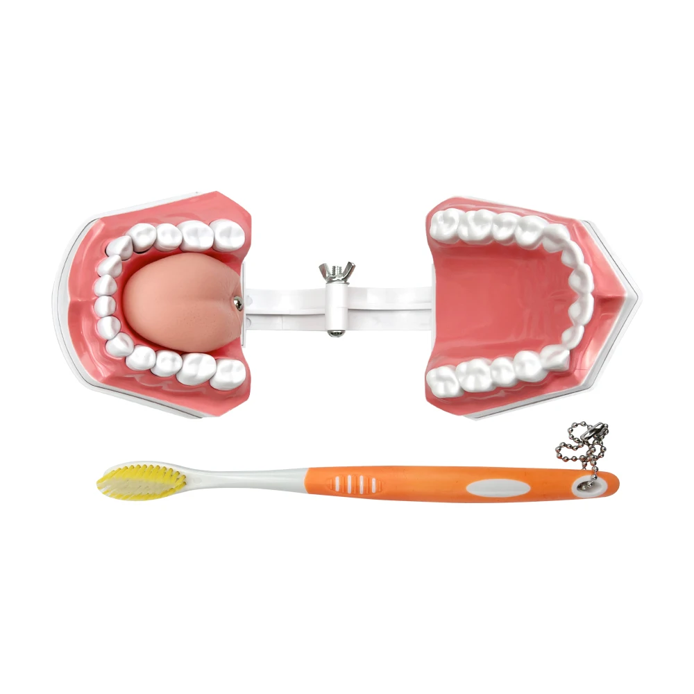 Teeth Model With Tongue & Toothbrush Dentist 2 Times Dental Model Teeth Brushing Models For Teaching Studying Brushing Education