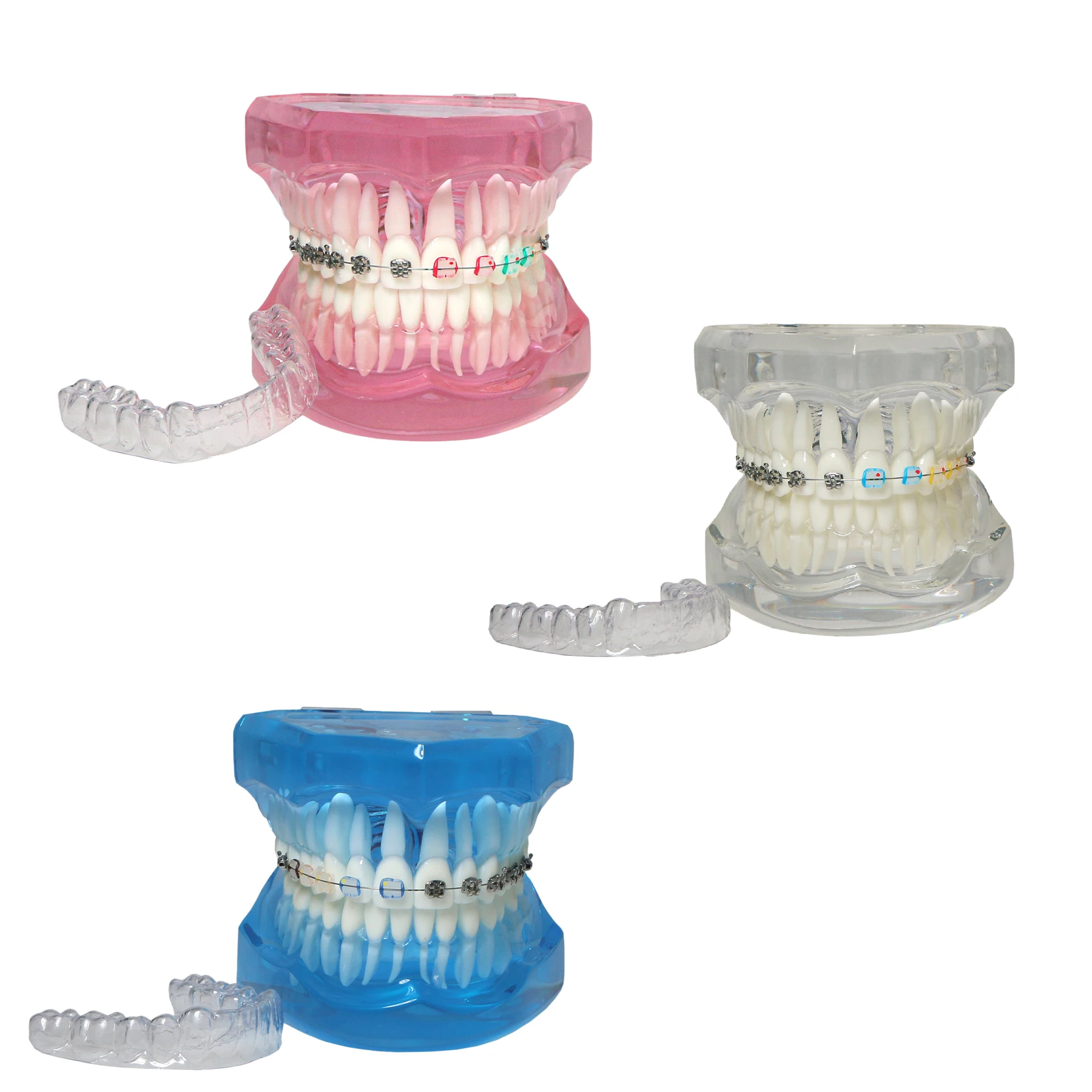 Dental Teaching Model Orthodontic With Ceramic Lingual Retainer Metal M3012 Ceramic Bracket Demo