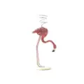 Flamingo C
