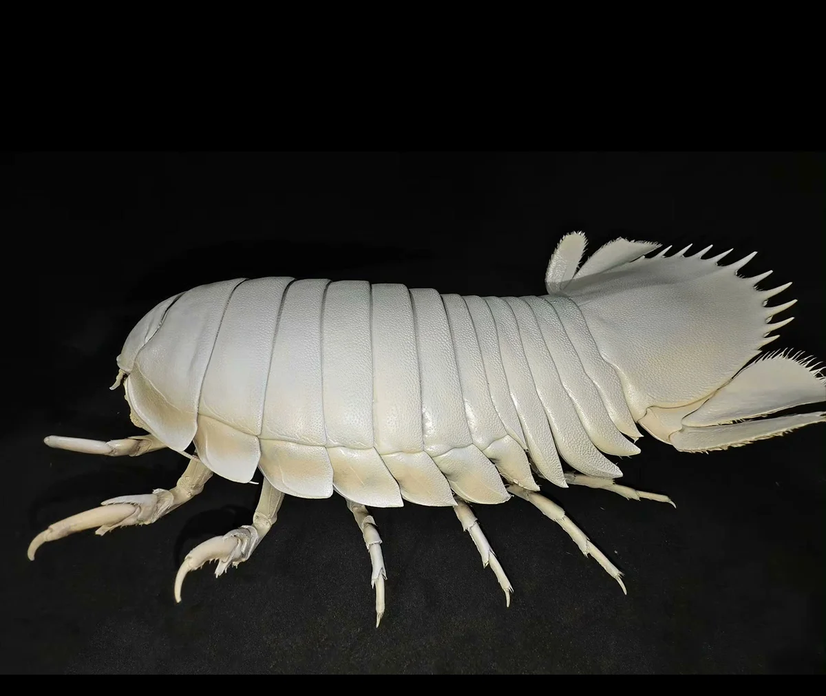 Giant Bathynomus Giganteus Authentic Giant Isopod Specimen Collection Animal Taxidermy for Science Education Home Ornament Gifts