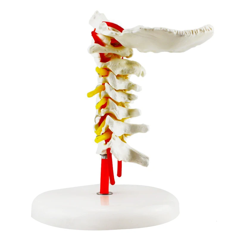 Human Anatomical Model Cervical Vertebra Model Cervical Spine with Neck Artery Occipital Bone Disc and Nerve Model