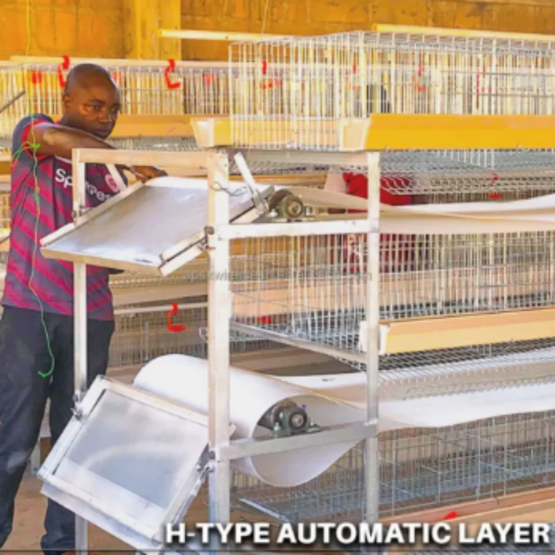 Kandang Ayam Petelur Model Baru dari Kawat Baja Q235, Kandang Ayam Bertingkat Tipe H dengan Pembersih Kotoran Manual