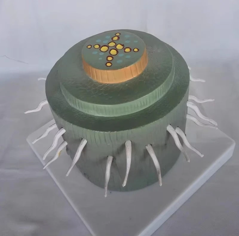 Medicine expands plant dicot root model, botanical model