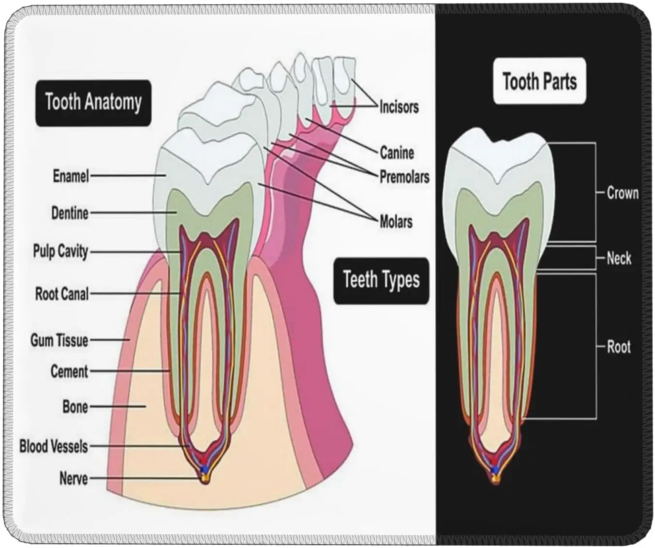 Dental Knowledge Tooth Anatomy Dentist Encyclopedia Mouse Pad Mousepads Non-Slip Rubber Base Mousepad with Delicate Stitched Edg