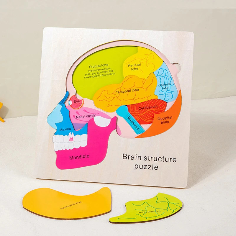 لعبة ألغاز تعليم تشريح الدماغ الخشبي للأعمار من 3 سنوات فما فوق، لعبة تعليمية معرفية متعددة الألوان لألعاب مونتيسوري للعلوم المبكرة