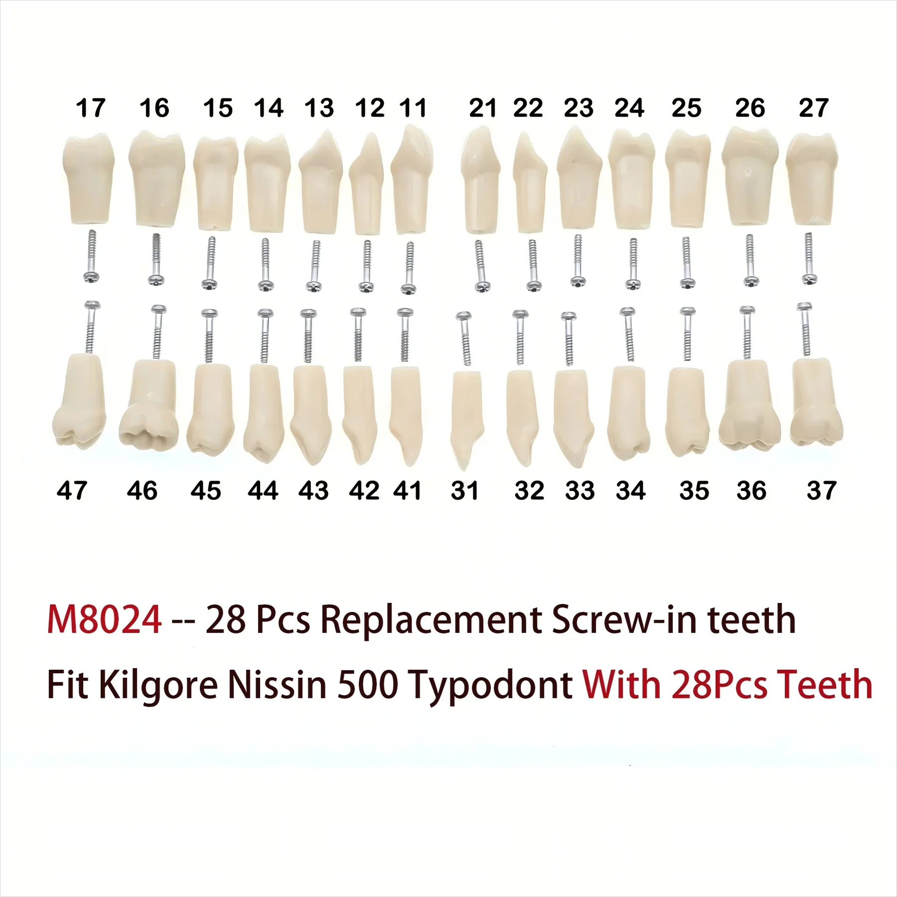 

Dental 28Pcs Kilgore Nissin 200 Typodont Replacement Screw-in Teeth Model M8024