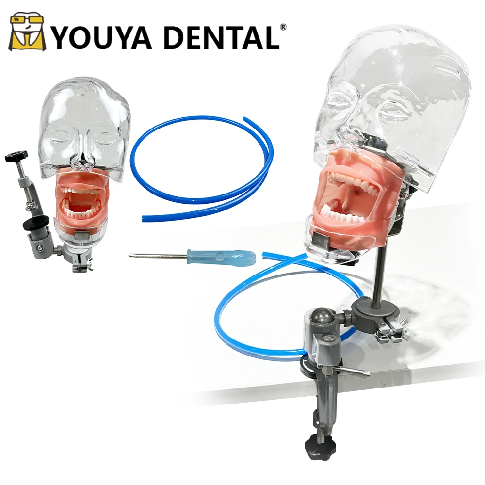

Dental Simulator Mannequin Head Mold Teaching Clip Table Type With 28/32Pcs Teeth Tooth Model For Dentist Simulations Practice
