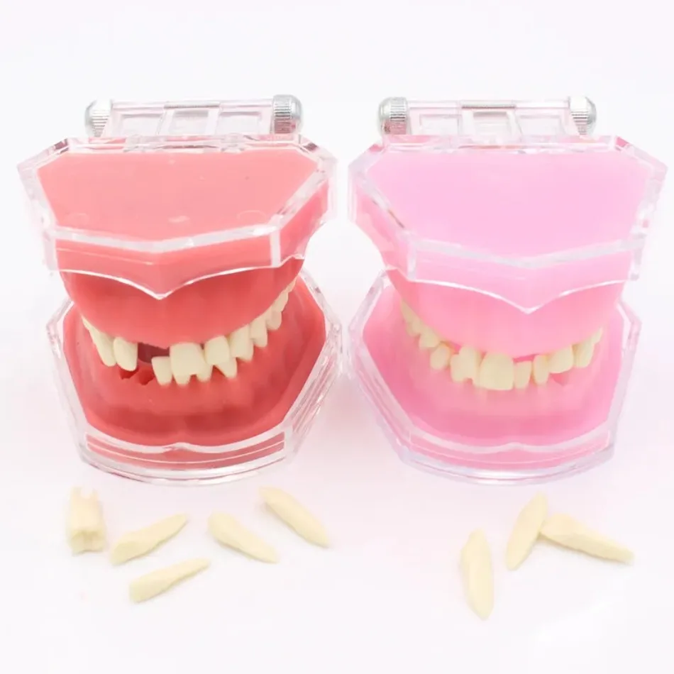 

Dental Soft Gum Standard Model with All Removable Teeth Dental Learning Teaching Tooth Model 28 Teeth Dentist Laboratory