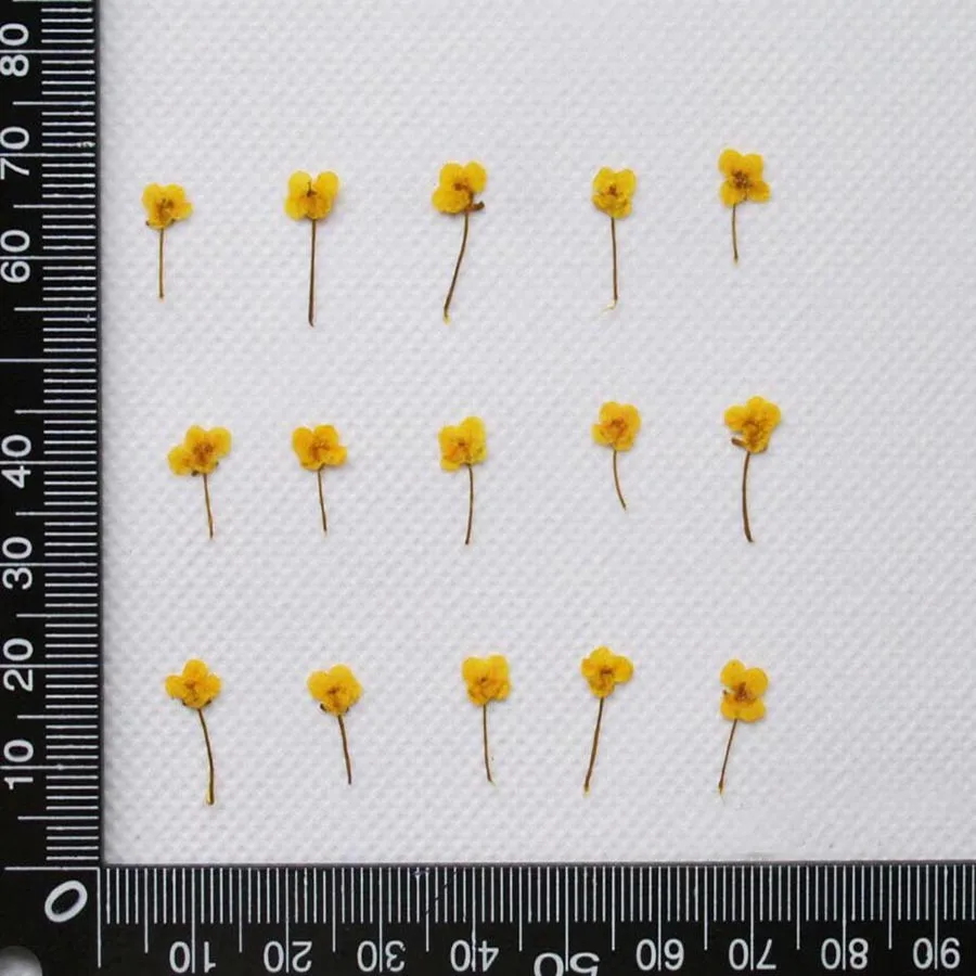 Thumbnail 2 - #5 Trending Dried Flowers Right Now