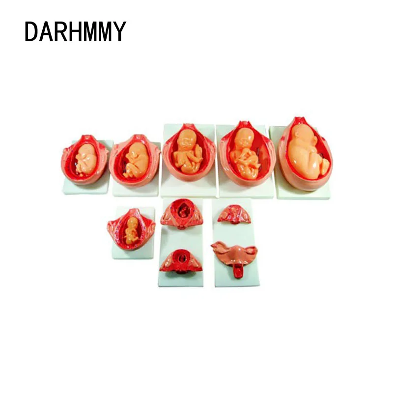 

DARHMMY Fetal Gestation and Development Model 10PCS Medical Simulation Teaching Model