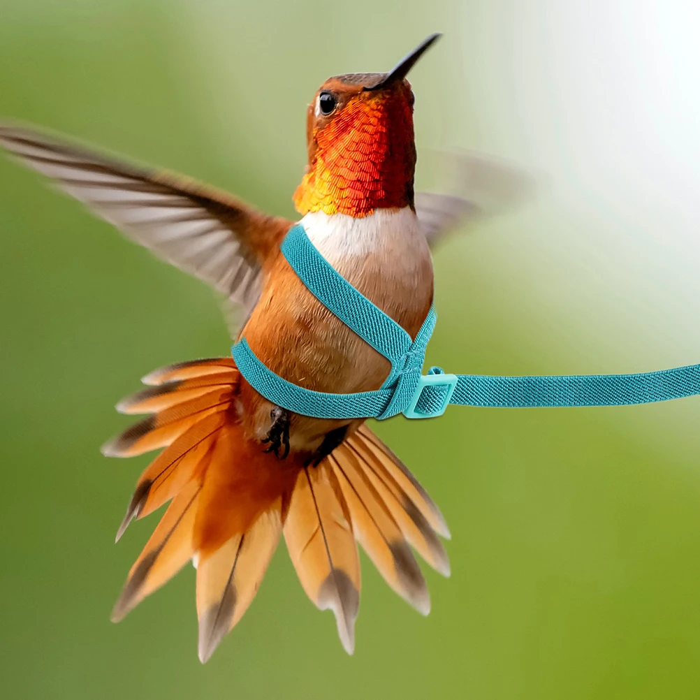 

Parrot Flying Rope Bird Leash Peony Harness Elastic for Conure Cockatiel Budgie Ultralight Durable