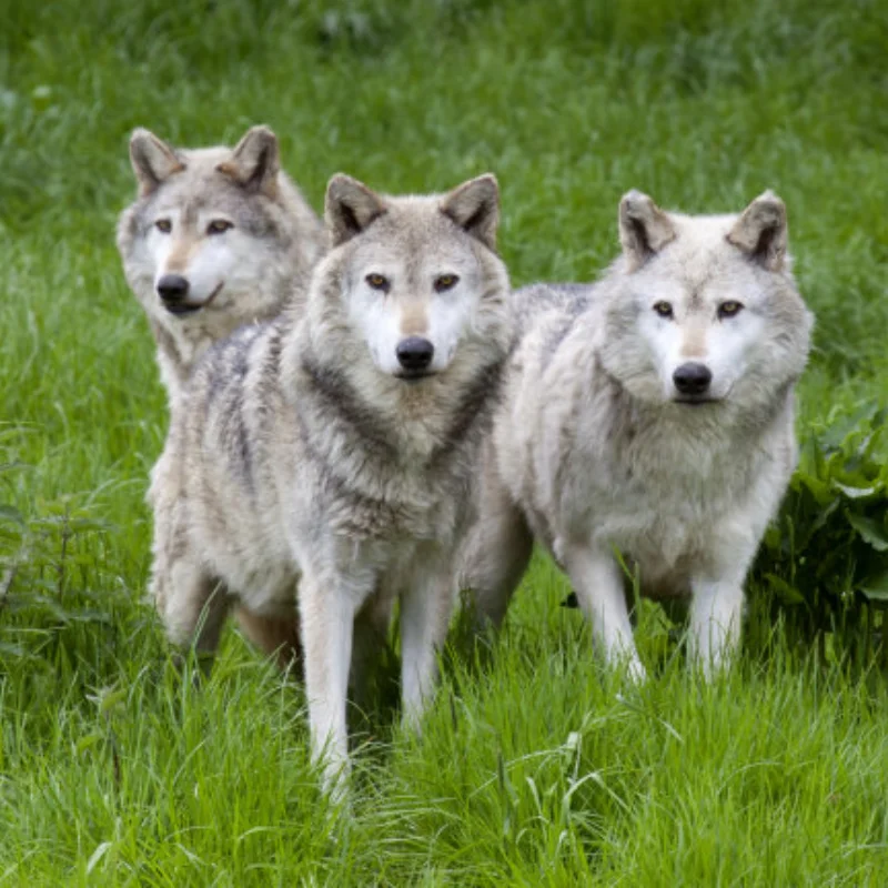 

Для WLtoys-s 1:14 144001 детали для обновления радиоуправляемого автомобиля, металлическое рулевое управление, основание поворотного рычага C, заднее сиденье ступицы, тяга сервопривода