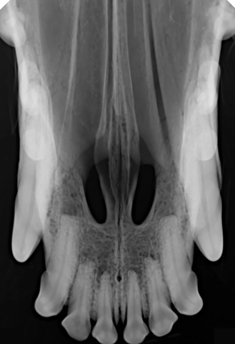 Dentalsensor HANDY Größe 4, Dental-Röntgensensor VDRO507-GA0, tragbares Dental-Röntgengerät, großer Veterinärsensor