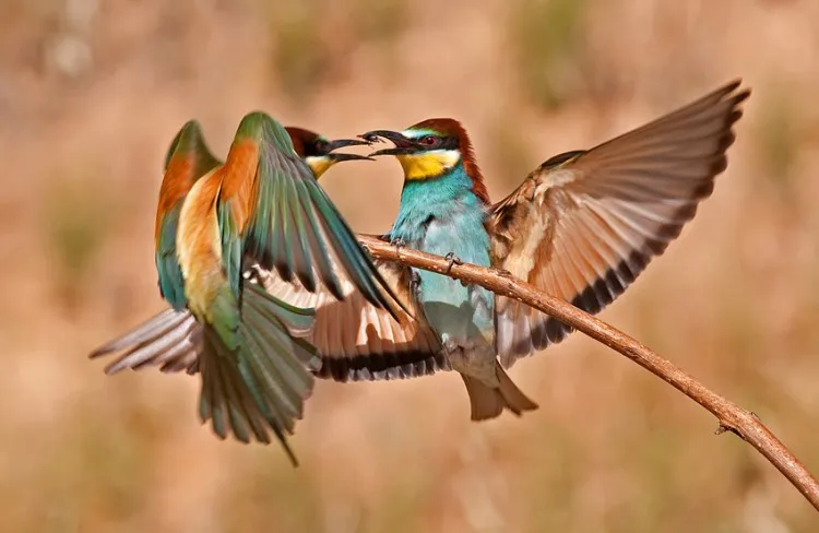 

Комплект из 4 шт. резиновых шин 70 мм для радиоуправляемых внедорожных багги 1/10, передние, для Tamiya TT01 TT02 XV01 LC RACING PTG-2 HSP HPI