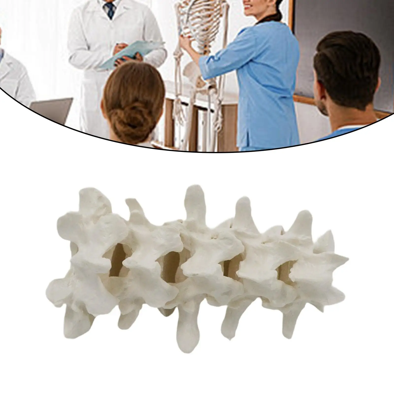 

Human Spine Model Demonstration Model Teaching Toy Realistic Human Bone Model Organ Structural Model for Kids Office Toy Gift