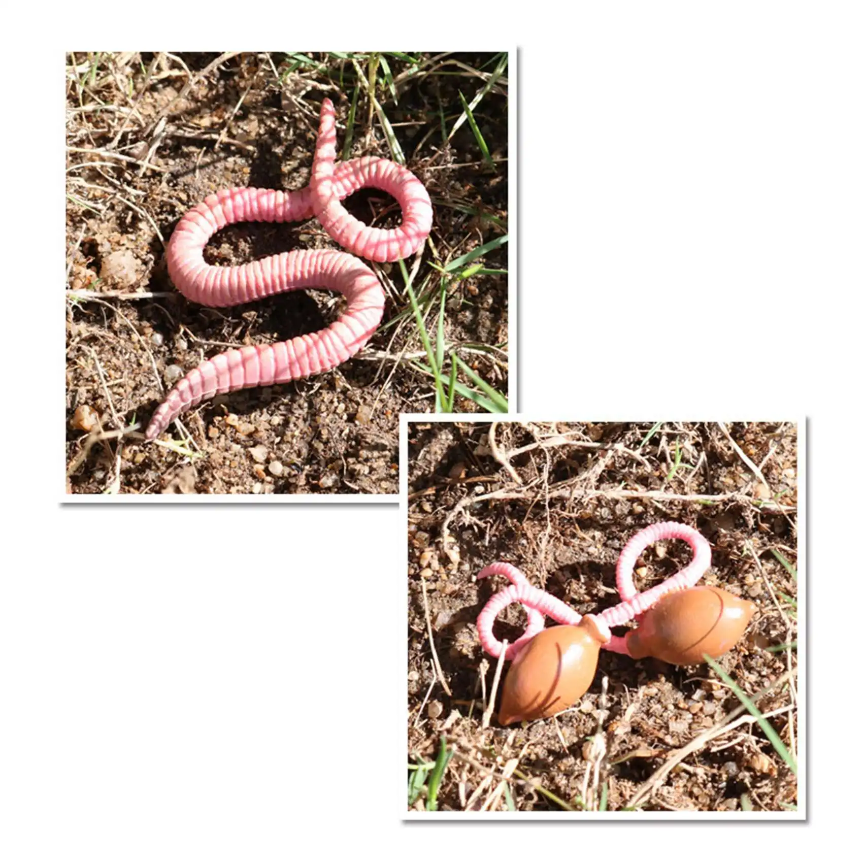 4Pcs การจำลอง Earthworm Growth ชุดสัตว์ Growth Cycle Biological จำลอง Growth Science การศึกษาของเล่น