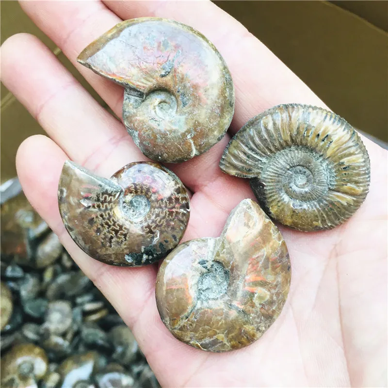 Natural Conch Stone Rainbow Ammonite Conch Madagascar Teaching Specimen