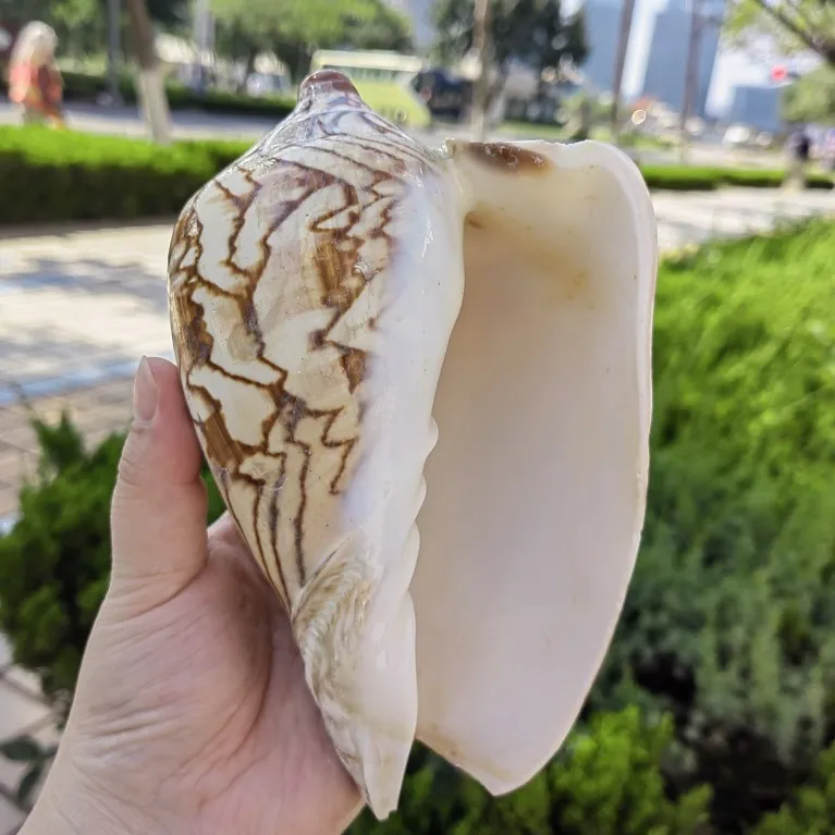 Harpa Harpa Natural and Authentic Shell and Conch Decorations Fish Tank Landscaping Children's Gift Nautical Home Decor 15-17cm