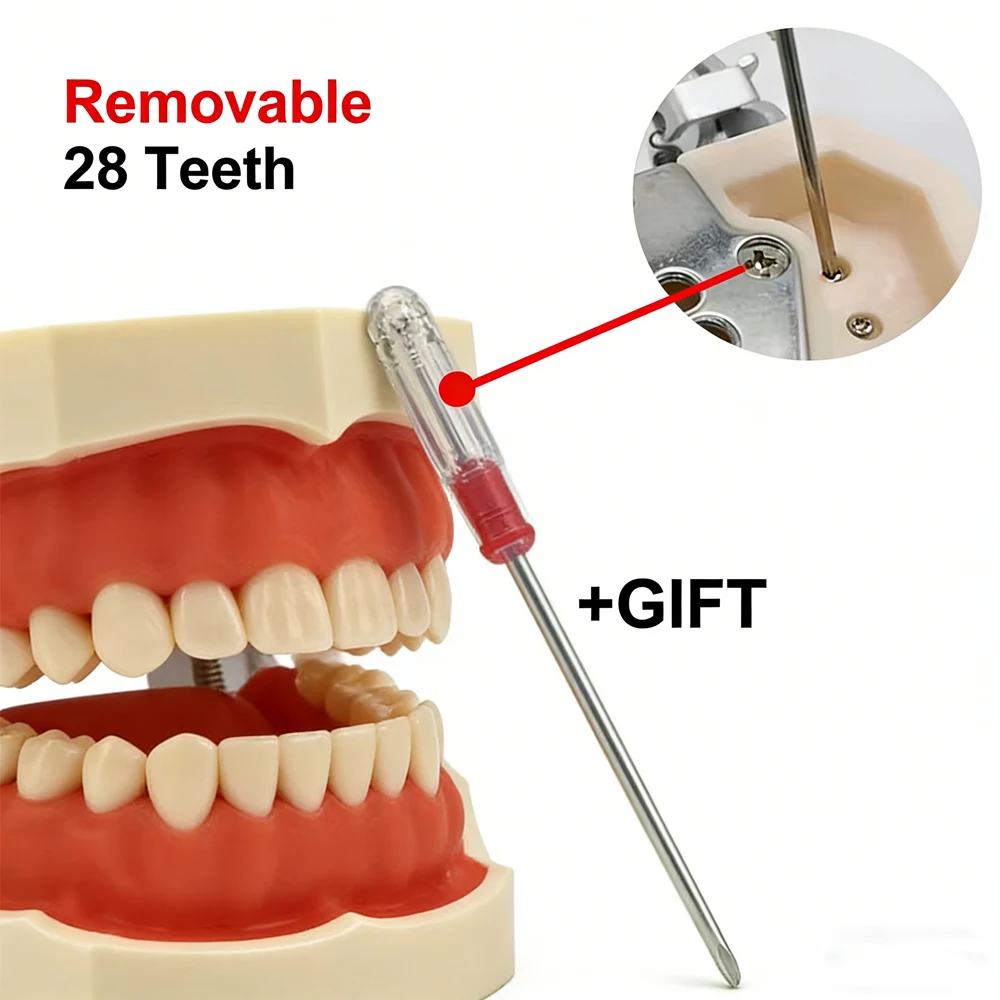 

Стоматологическая модель-типодонт со съемными зубами для обучения и тренировок, стандартная, с деснами и челюстью, набор 200H
