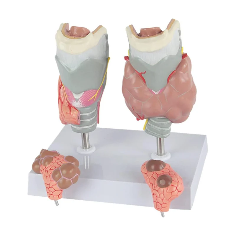 

Removable Human Thyroid Anatomical Model Life Size Larynx Pathology Model Anatomy Medical Science Classroom Study Display