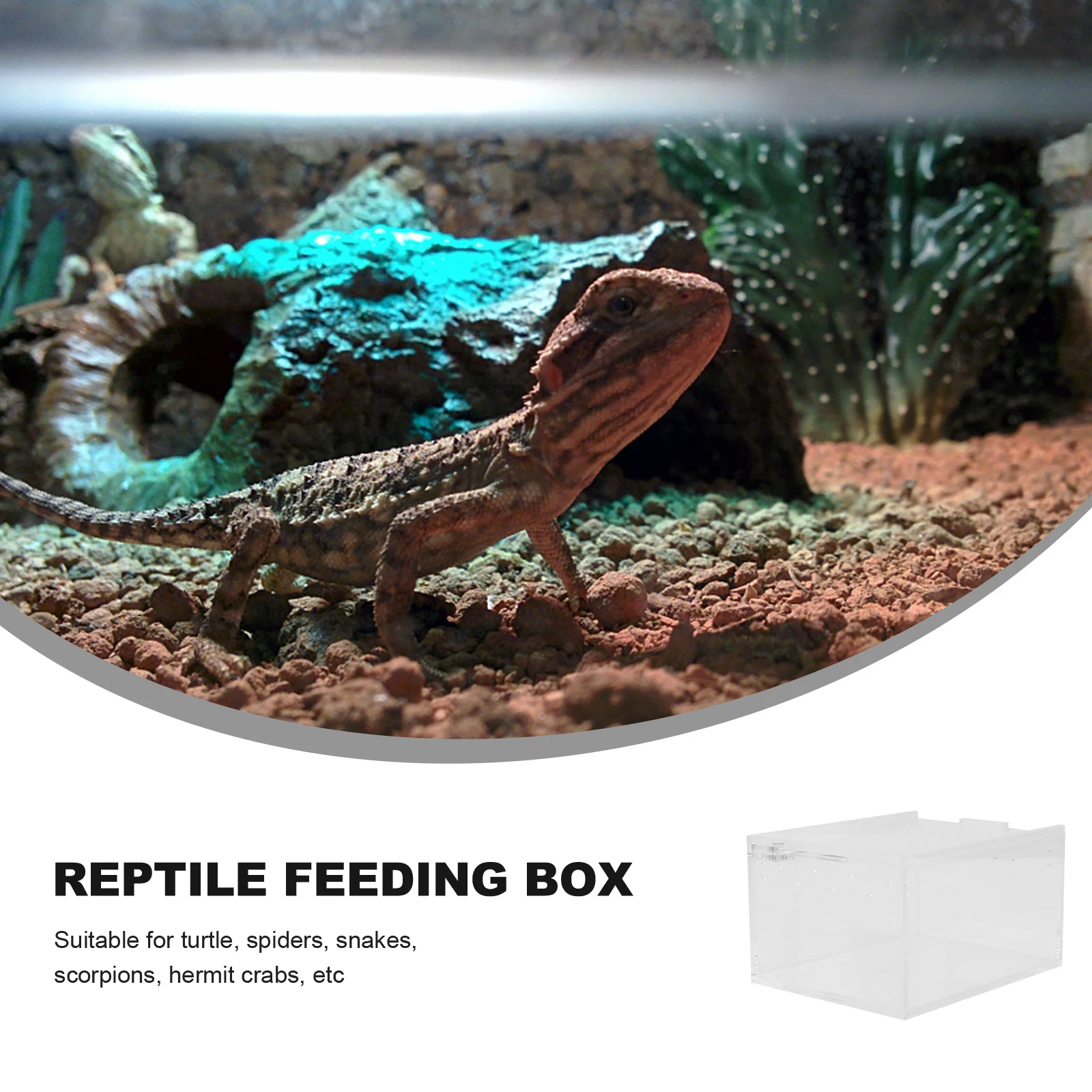 

Anti-Leak Climbing Pet Box Large Transparent Reptile Feeding Container For Turtle Spider Snake Scorpion Hermit Crab Case