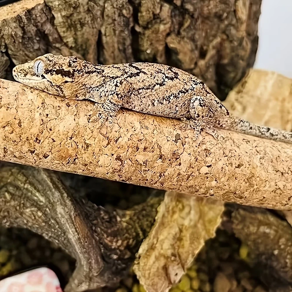 1 PC DIY Cork Branch Reptile C - đánh giá và giá Wood Filler Stick