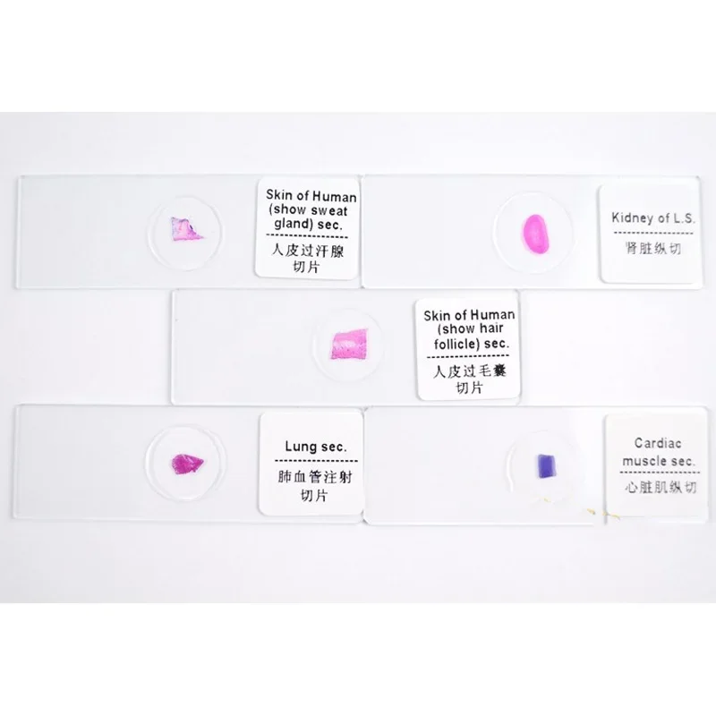 100 pcs Professional Type Prepared Glass Microscope Slides in Plastic Box for Student and Lab