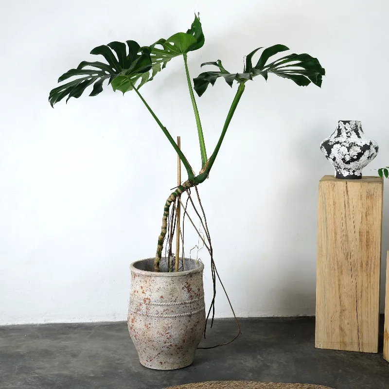 Living room floor-to-ceiling southern French flower pot large diameter fortune tree island spring flower green plant retro advan