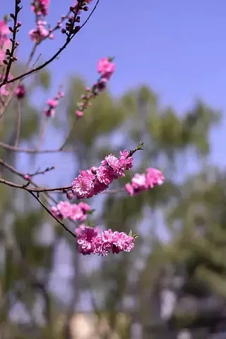 T-Hobbyt-Motor AM06…