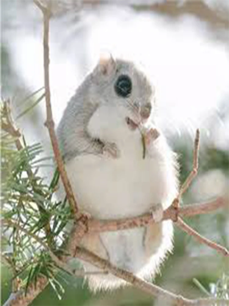 

Новая эссенция для черных волос 2025 года, посмотрите на черные волосы и получите натуральные черные волосы.