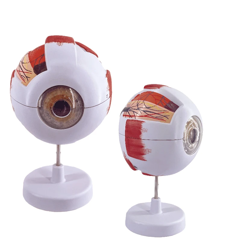 Human eye anatomy model, 6 times, Ophthalmology, eyeball, internal structure, cornea, iris, vitreous lens