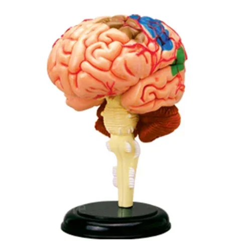 4D assembly human anatomy model brain model brain structure model