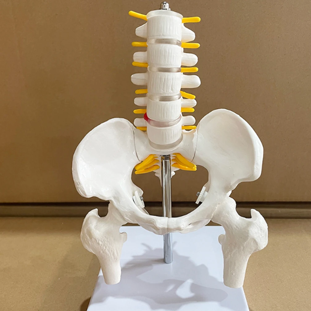 Female Pelvis Model 22.5CMx11.5CMx11.5CM Hip Female Anatomy Model Bone Pelvic Anatomical Models 1/2 Life Size Dropshipping