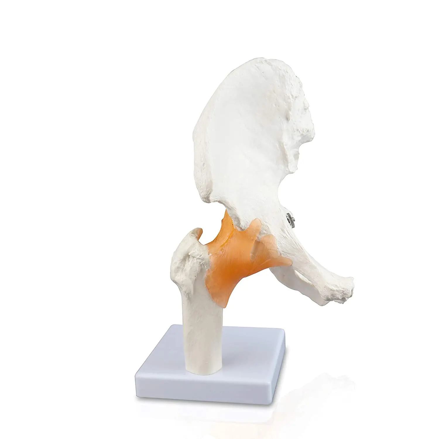 Vision Scientific Classic Functional Hip Joint Model Life-Like Flexible Ligaments Features Femur Hip Bone Surrounding Ligaments