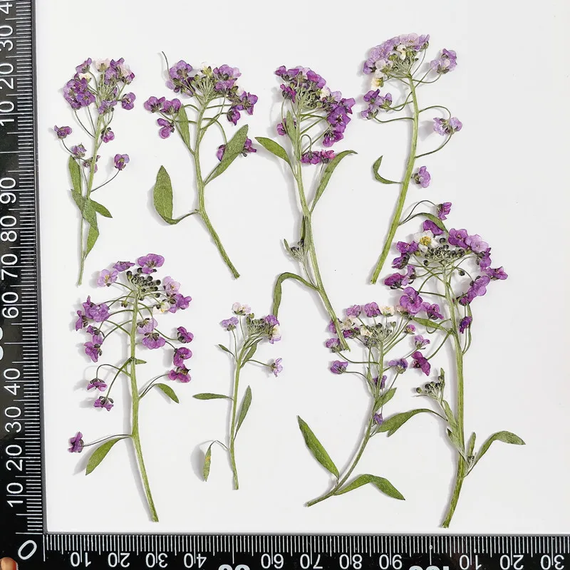 250pcs Pressed Dried Purple Lobularia Maritima Flower Plant Herbarium For Jewelry Postcard Invitation Card Phone Case Candle DIY