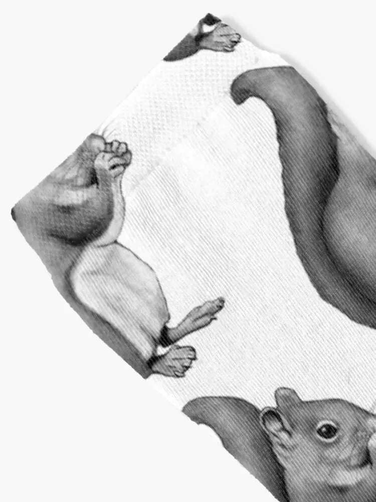 Squirrel Eating: Pencil Drawing of Cute Squirrel Socks Christmas new in's Socks For Women Men's