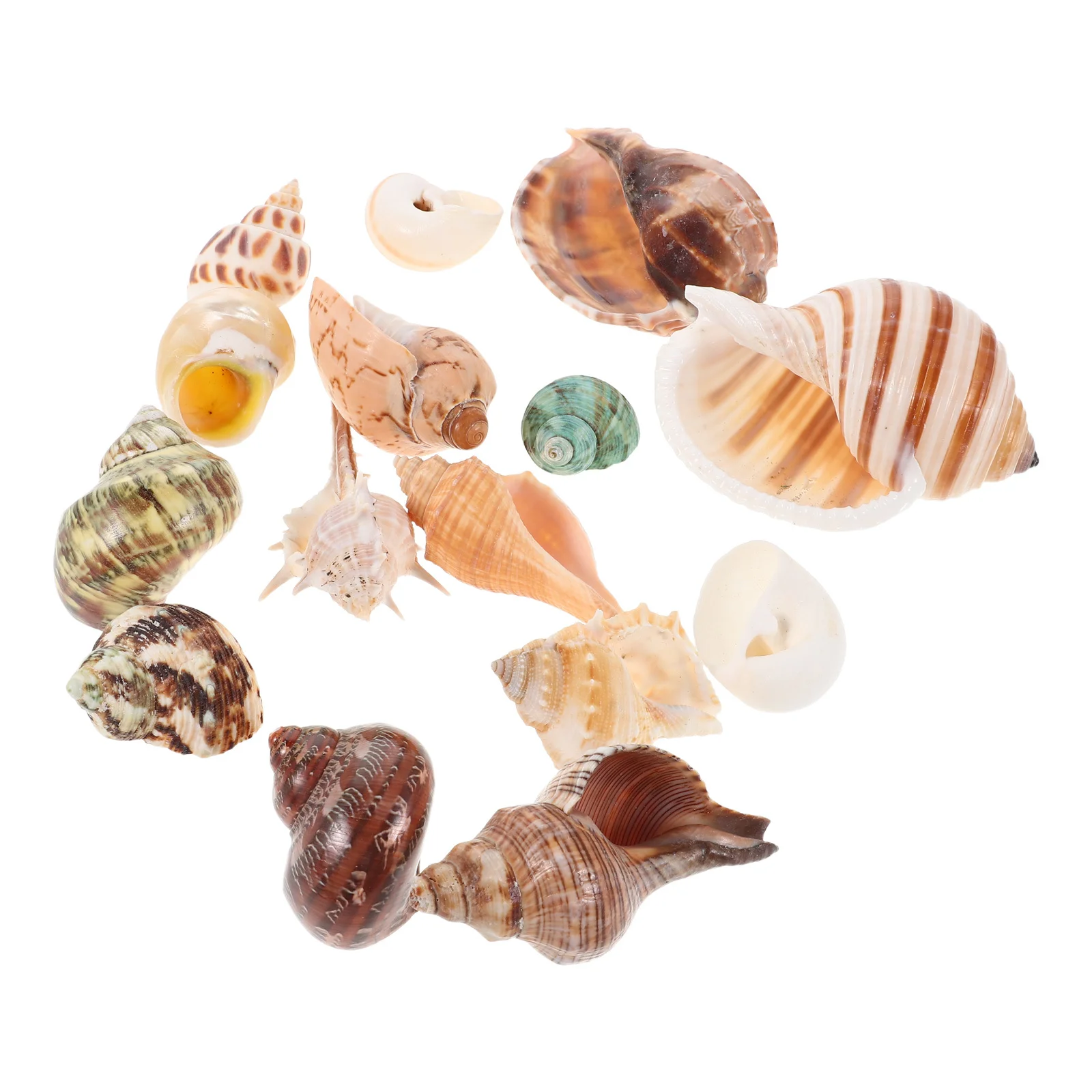 

15Pcs Colorful Seashells Natural Beach Shells Aquarium Ornaments Fish Tank Decoration Ocean Themed Beach Seashells