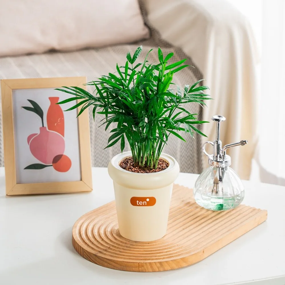 Creative Self Watering Hydroponic Plants Pot Plastic Removable Flowerpot Mini Succulent Planter Tabletop Vase