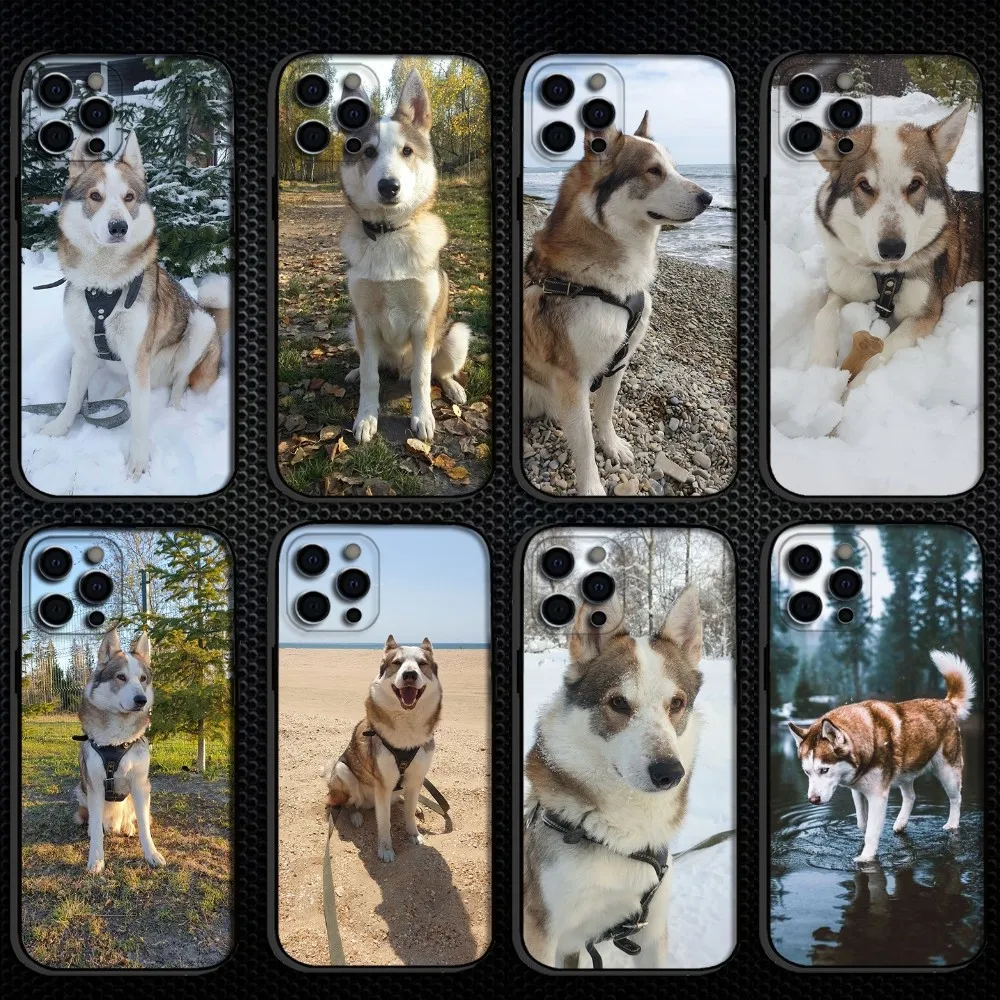

Cute West Siberian Laika Phone Case For iPhone 16,15,14,13,12,11 Plus,Pro Max, Soft Silicone Black Cover